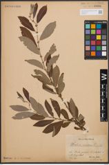 Foto von Salix cinerea L.